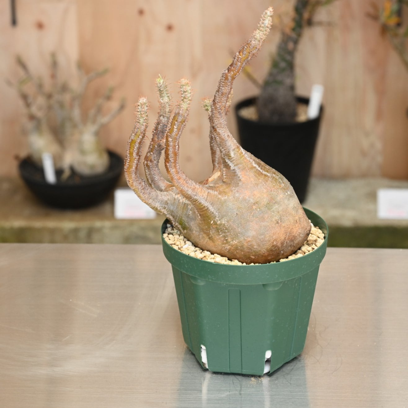 すべての商品 | 塊根リーダーズ オンラインショップ