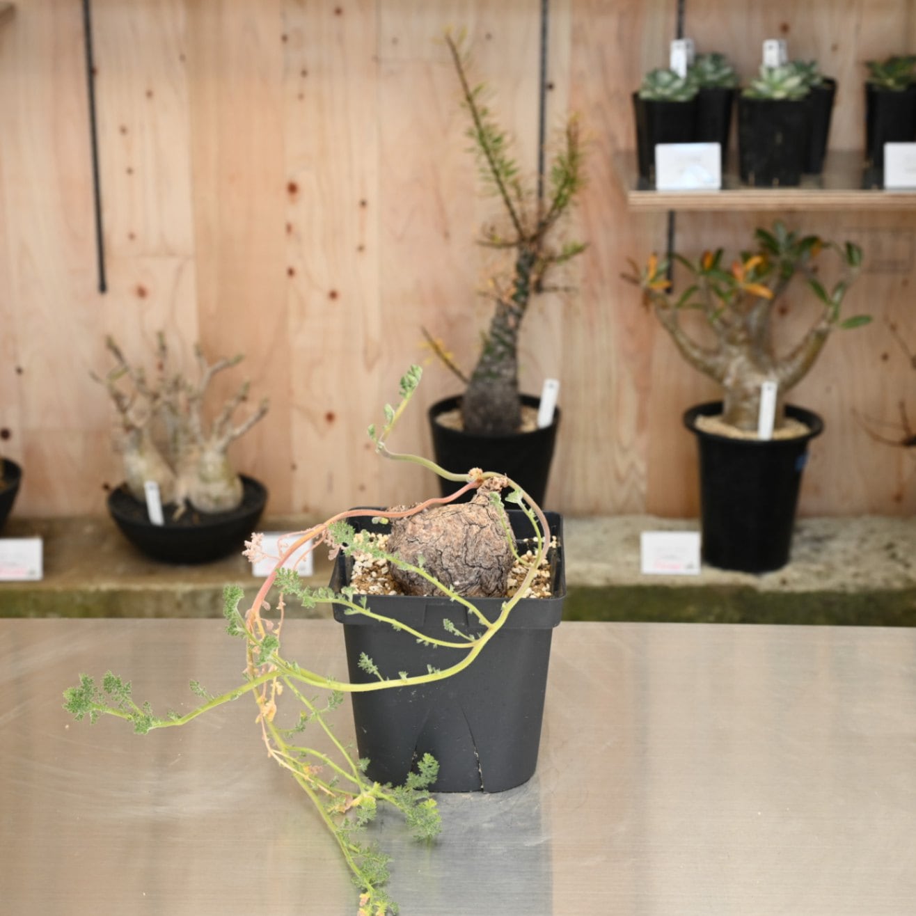 フォッケア ケーベンシス(クリスパ) 現地球 発根済 超特大 フォッケア クリスパ Fockea crispa (=Fockea edulis)(=Fockea