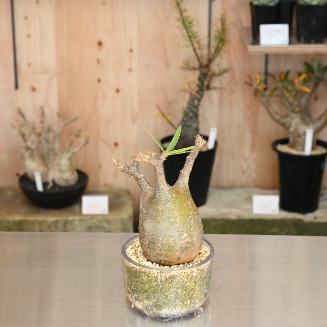 すべての商品 | 塊根リーダーズ オンラインショップ