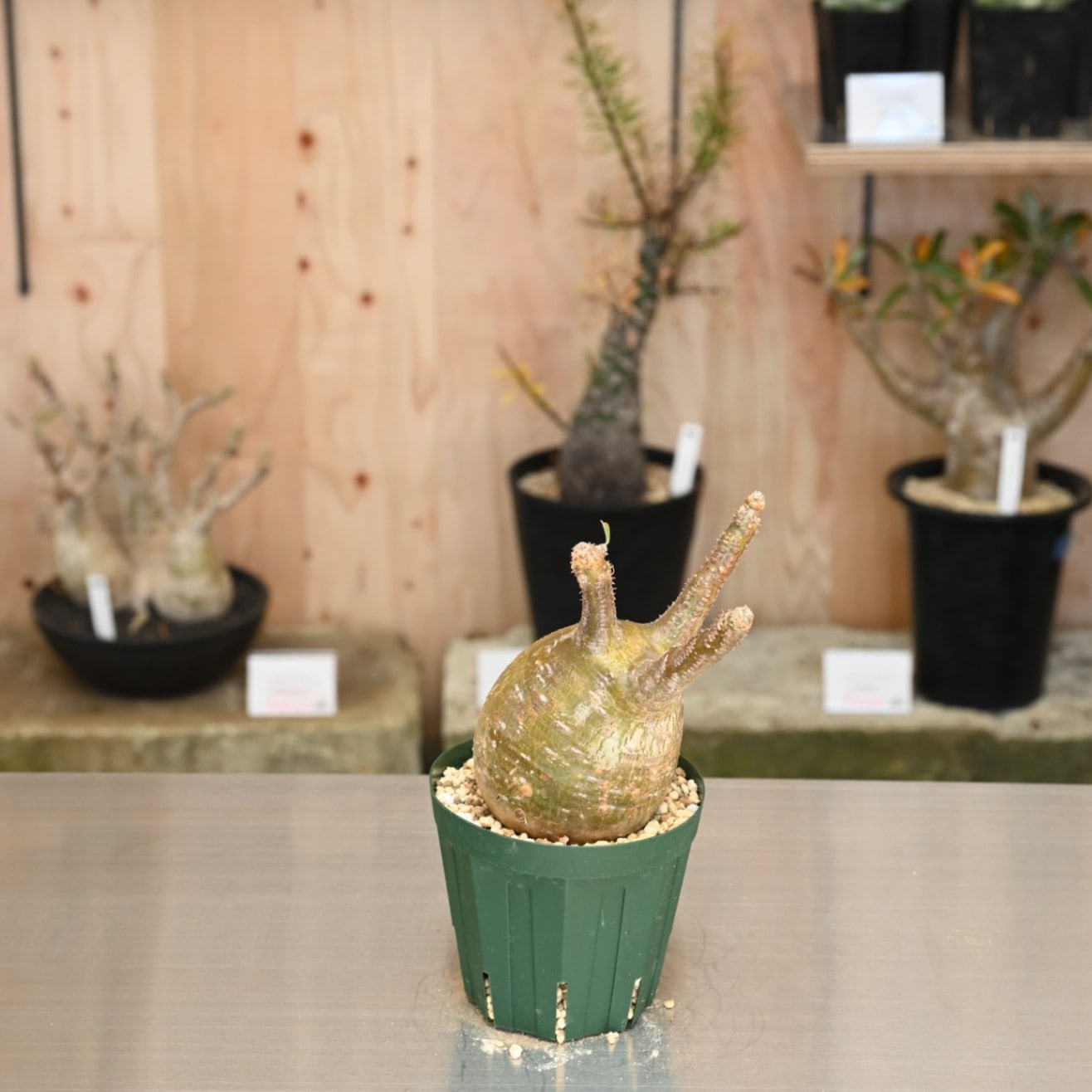 すべての商品 | 塊根リーダーズ オンラインショップ