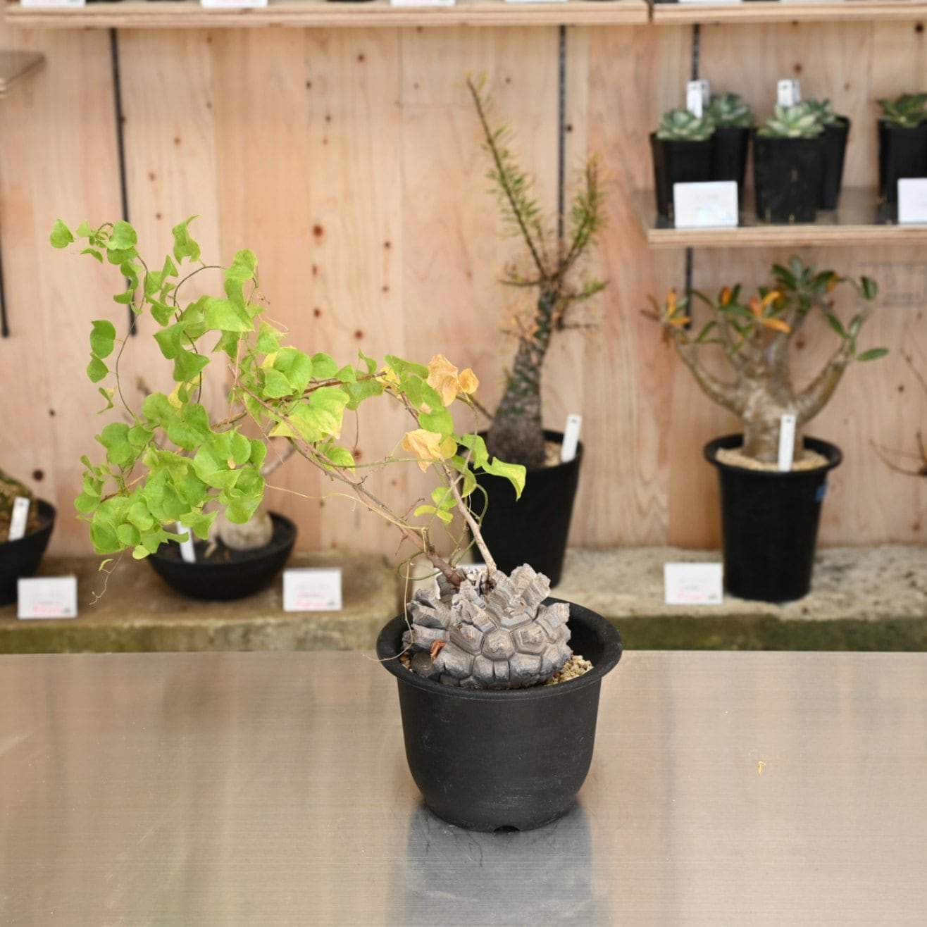 亀甲竜 | 塊根植物 | 塊根リーダーズ オンラインショップ