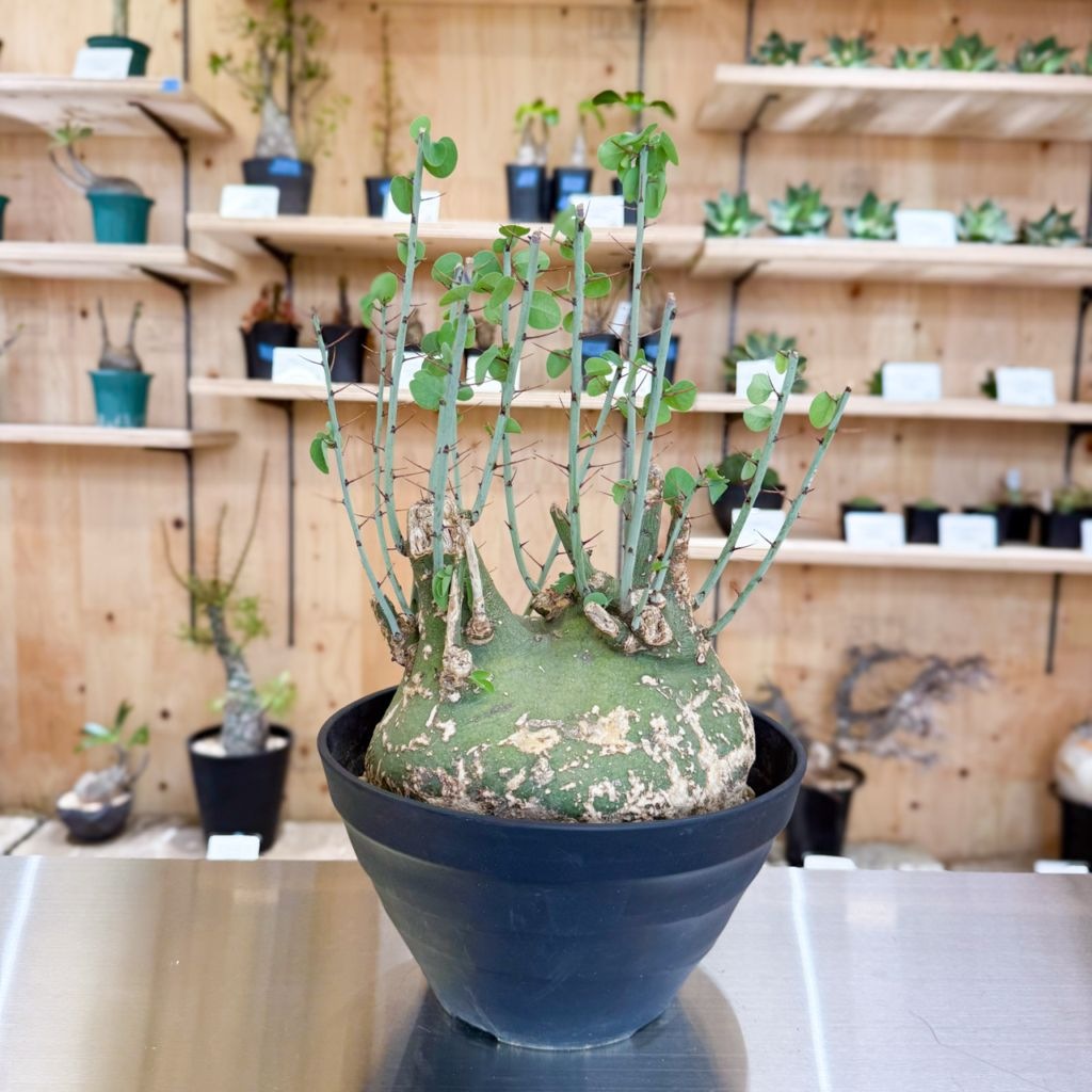 ミ0669 「塊根植物」アデニア スピノーサ 抜き苗【9/22最新到着・Adenia spinosa・多肉植物・丸株・美株】 ミ546 「塊根植物」アデニア グロボーサ 小 抜き苗4&frasl;7最新到着