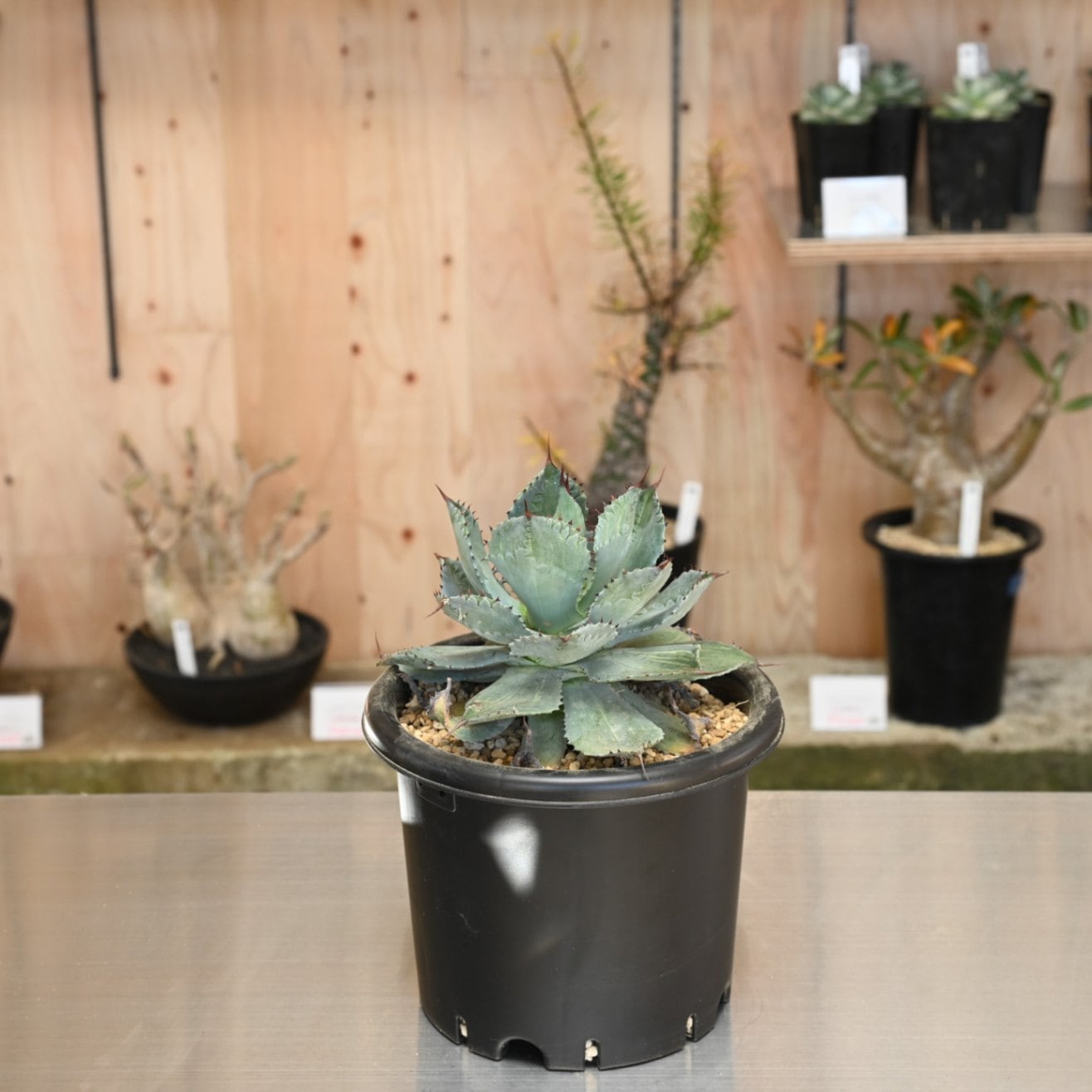 アガベ 雷神 | アガベ | 塊根リーダーズ オンラインショップ