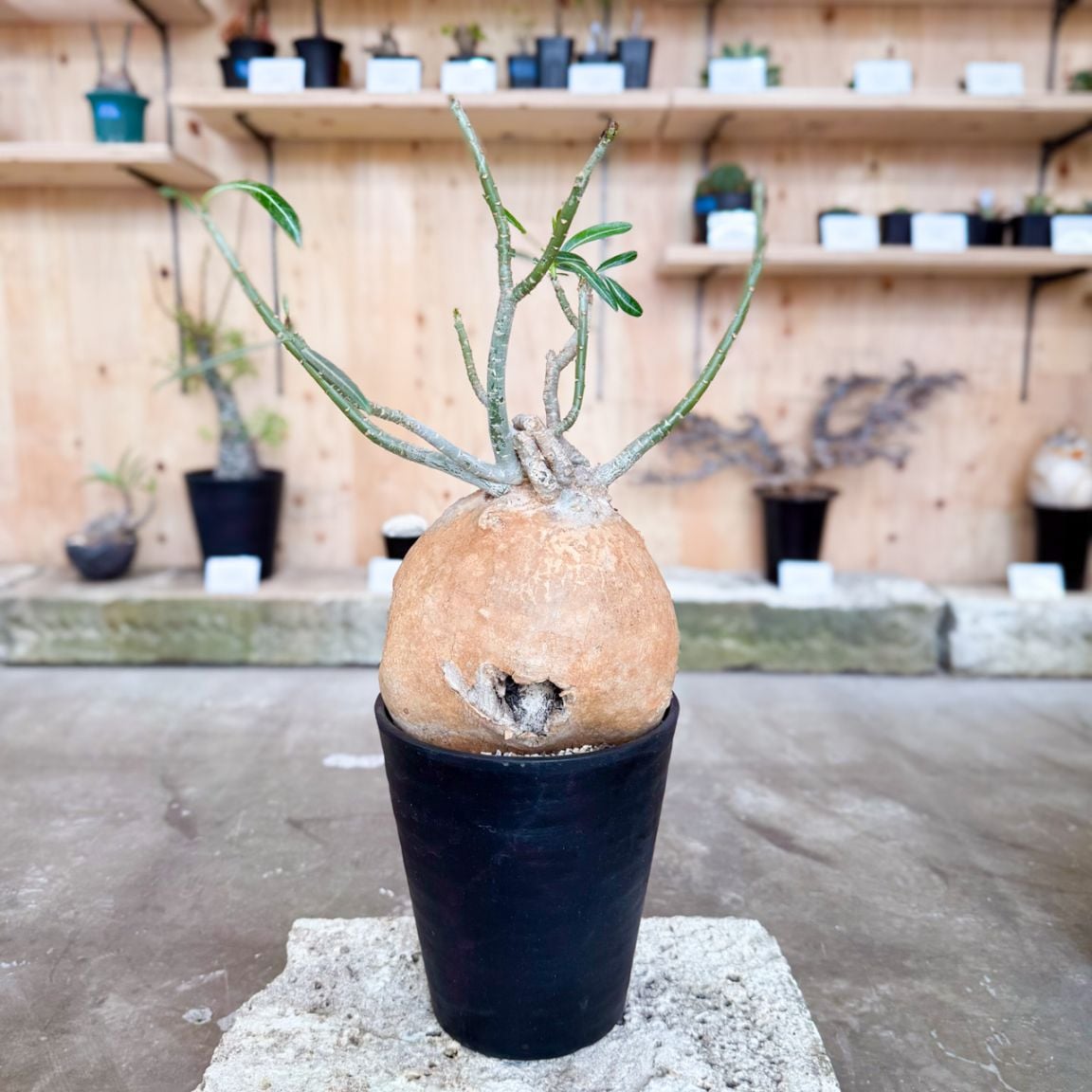 パキポディウム　ビスピノーサム　塊根植物 パキポディウム「ビスピノーサム」 - GREEN -グリーン-