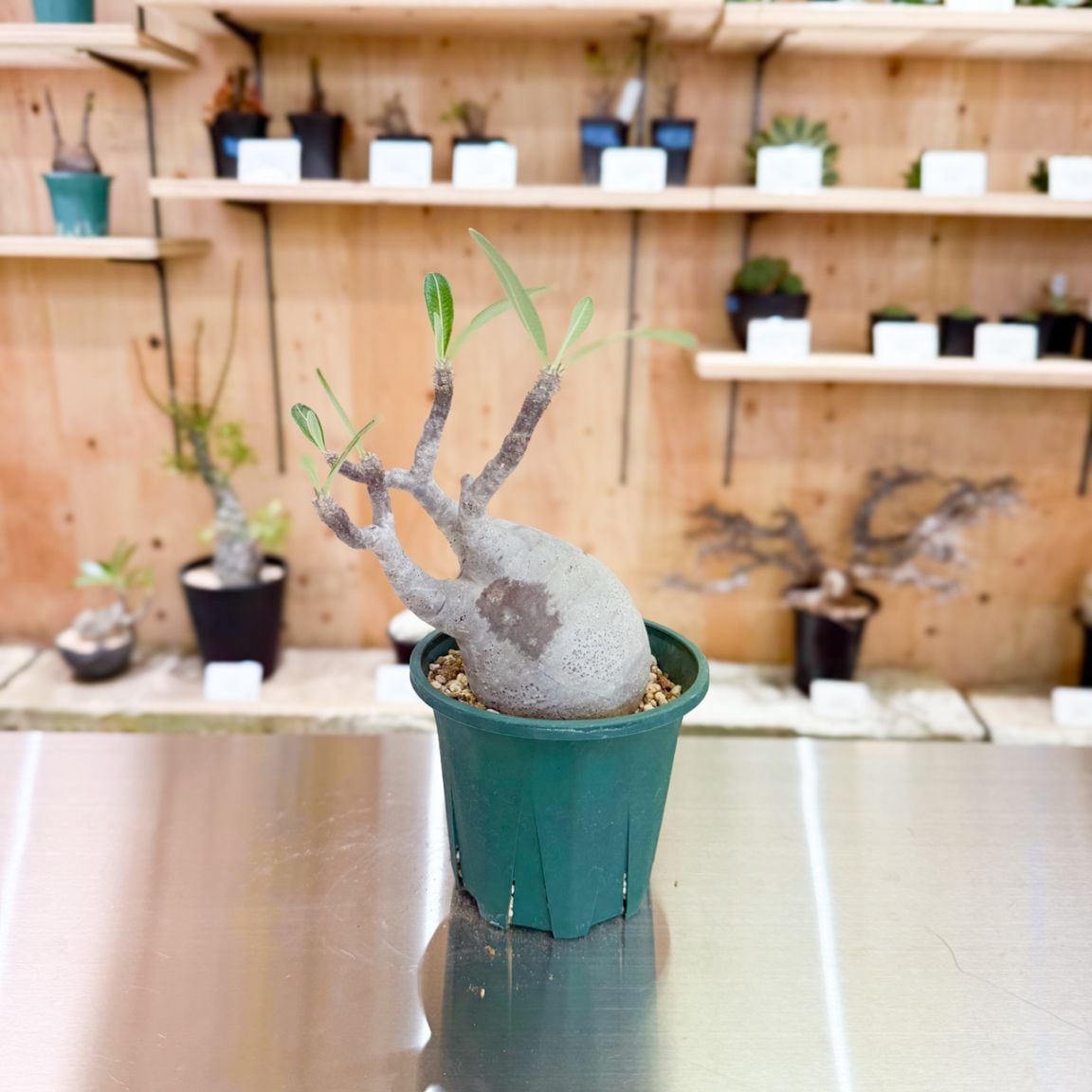 すべての商品 | 塊根リーダーズ オンラインショップ