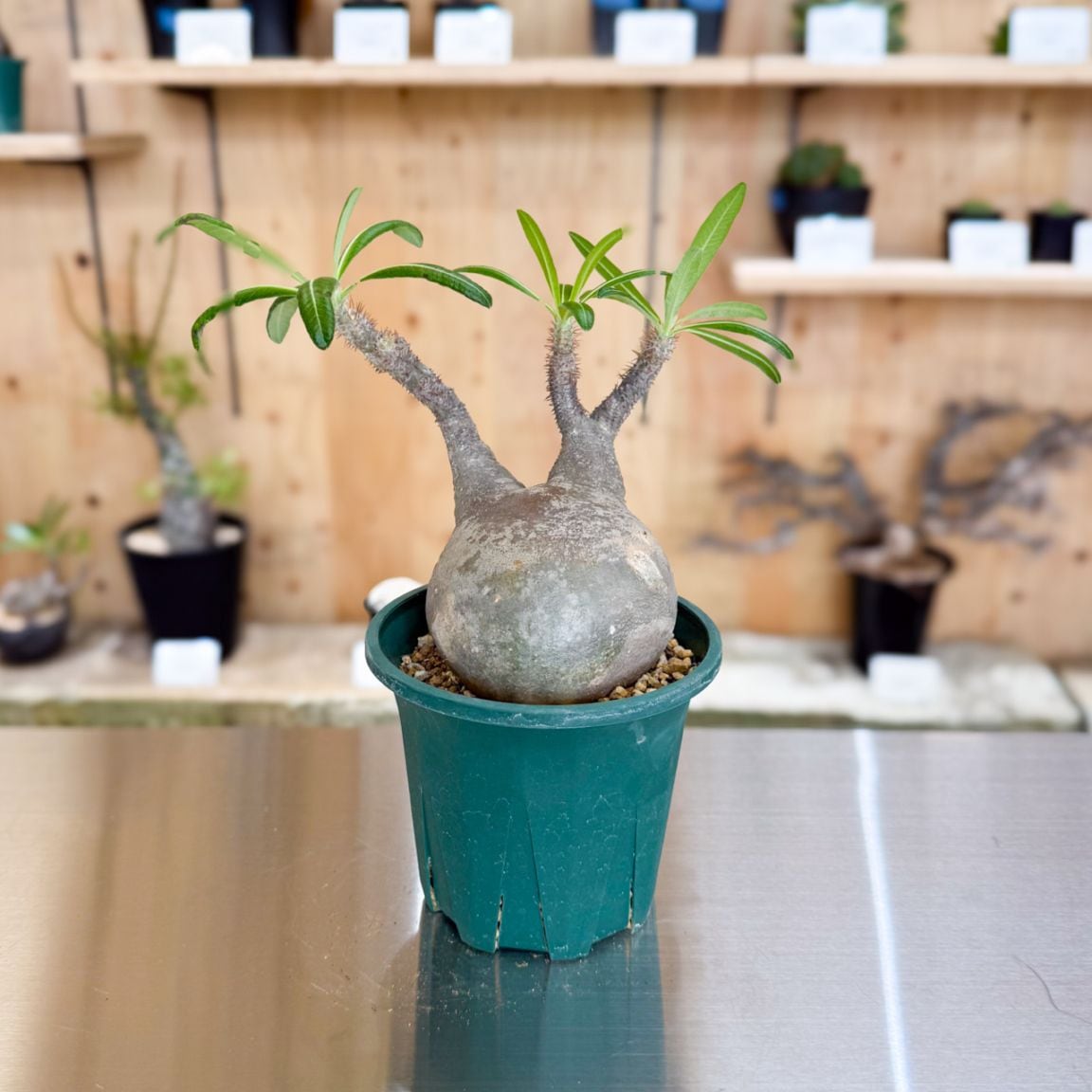 すべての商品 | 塊根リーダーズ オンラインショップ