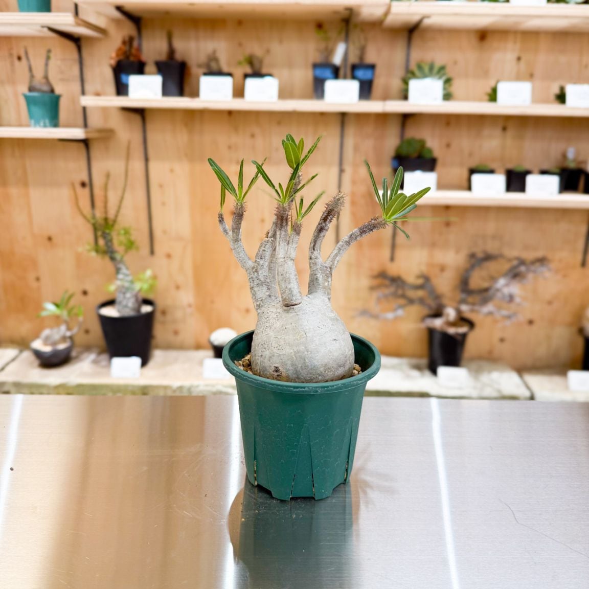 週末限定SALE】グラキリス 2 パキポディウム 限地球株 すべての商品