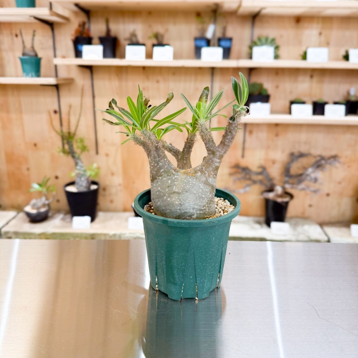 観葉植物 ボンバックス パキプス モンステラ エバーフレッシュ グラキリス 観葉植物 ボンバックス パキプス モンステラ エバーフレッシュ グラキリス