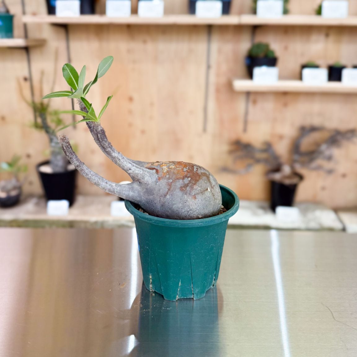 すべての商品 | 塊根リーダーズ オンラインショップ