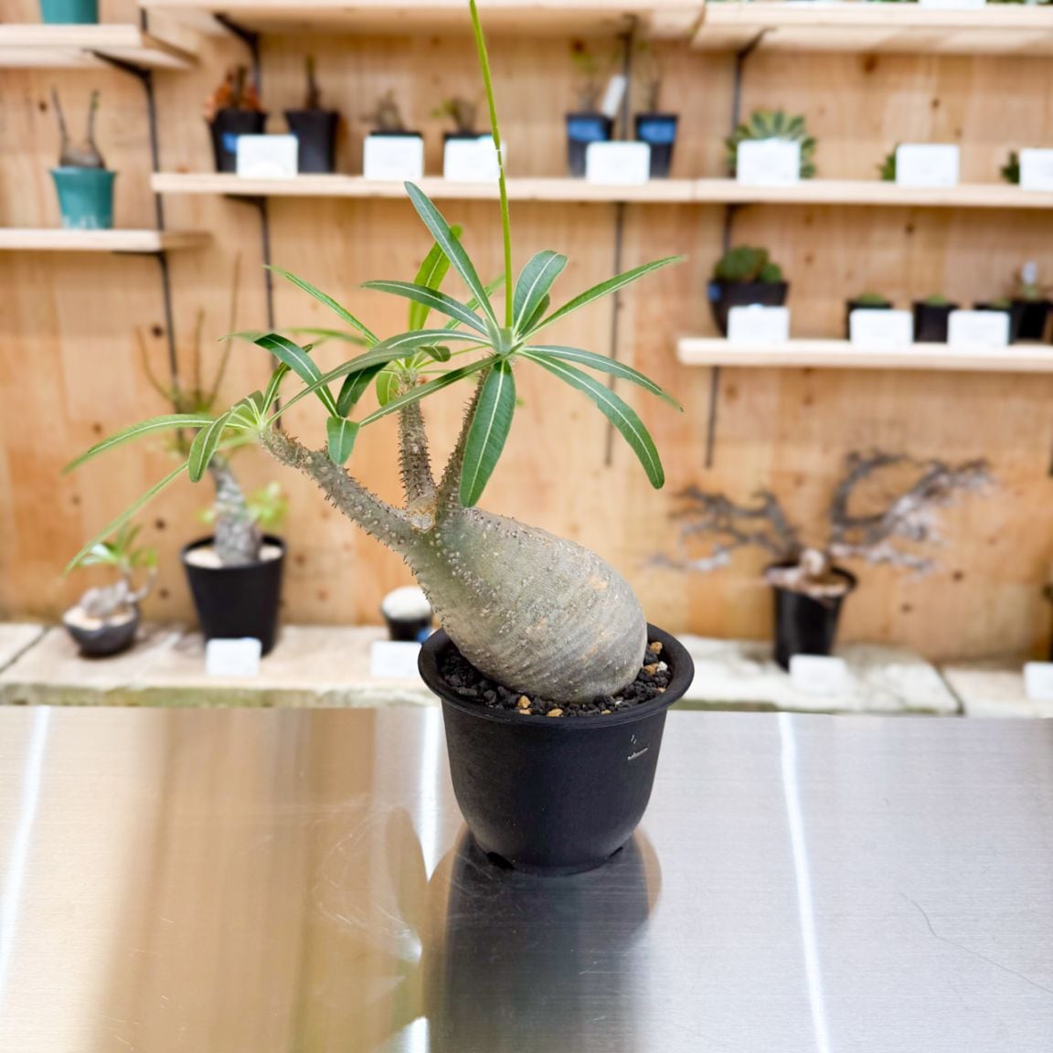 【グラキリス】塊根！レア！手のひら型、蟹型 グラキリス】塊根！レア！手のひら型、蟹型