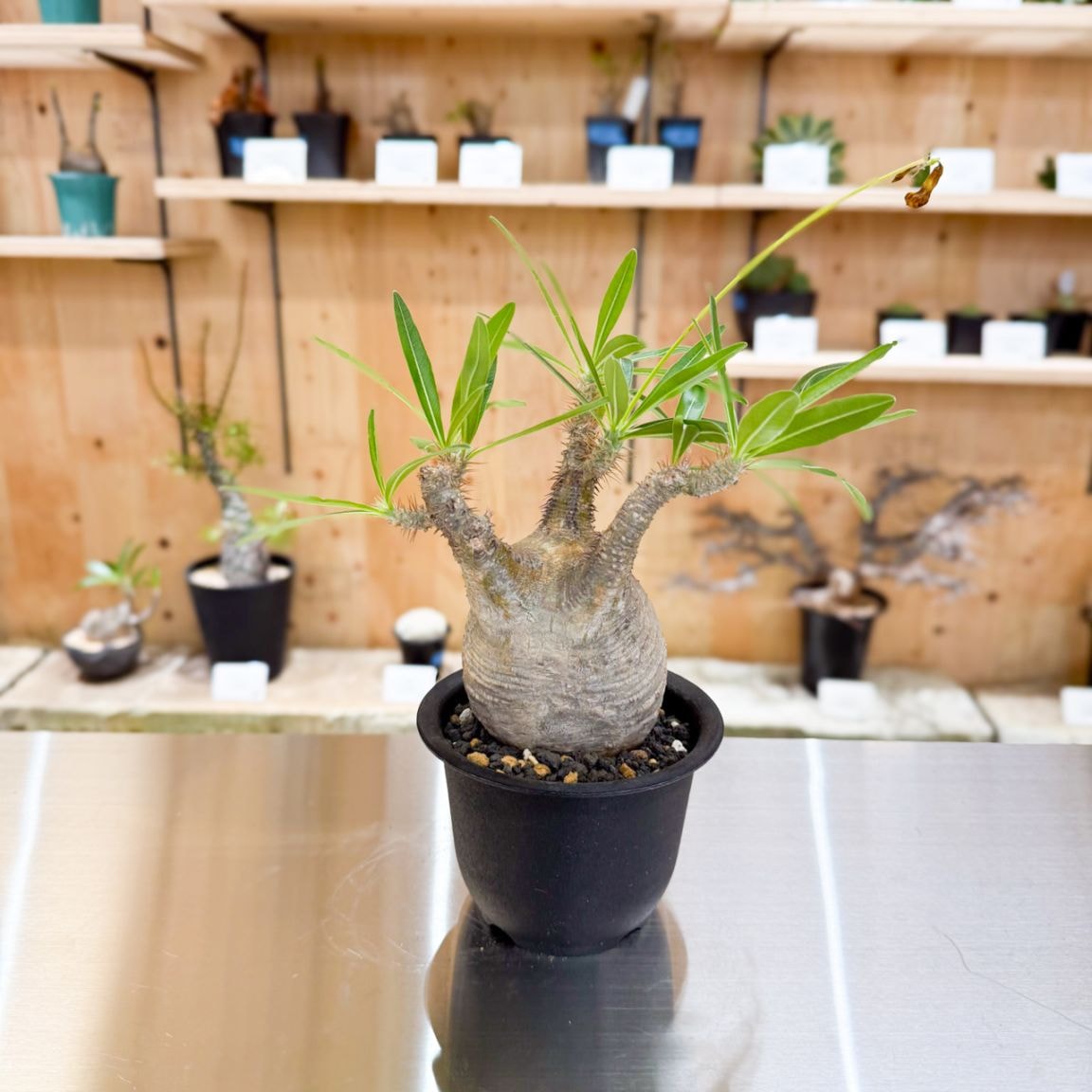 すべての商品 | 塊根リーダーズ オンラインショップ