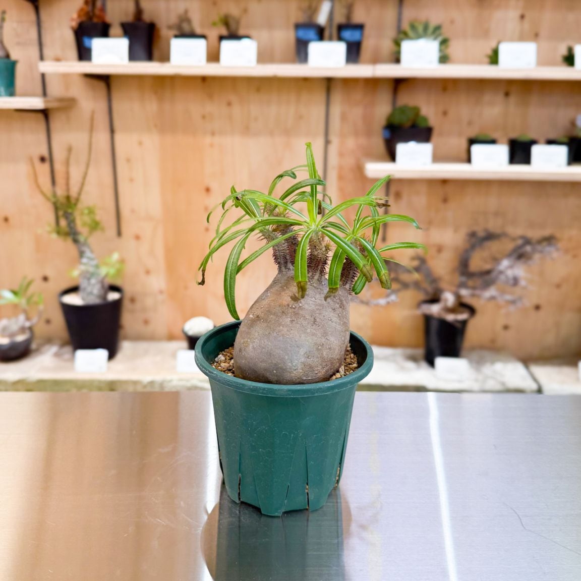 すべての商品 | 塊根リーダーズ オンラインショップ