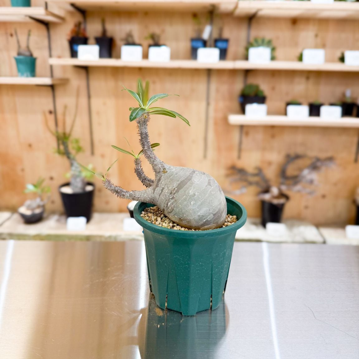 すべての商品 | 塊根リーダーズ オンラインショップ