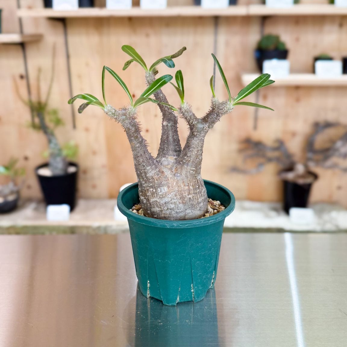 すべての商品 | 塊根リーダーズ オンラインショップ