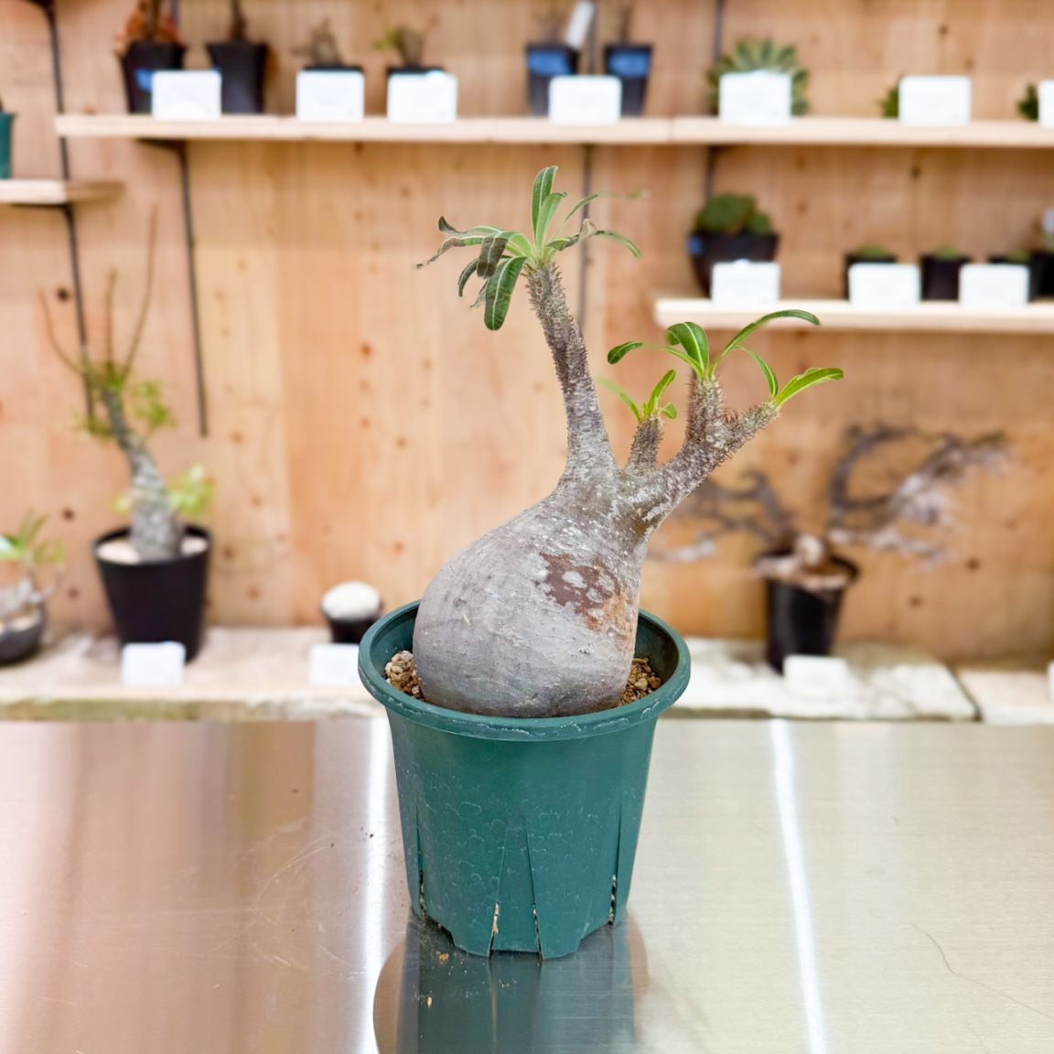 すべての商品 | 塊根リーダーズ オンラインショップ