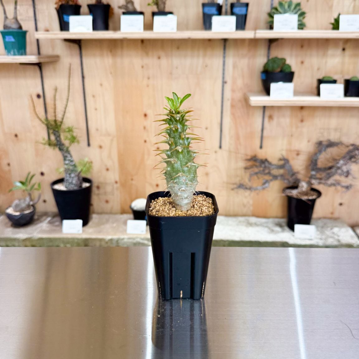 パキポディウム アンボンゲンセ | 塊根植物 | 塊根リーダーズ