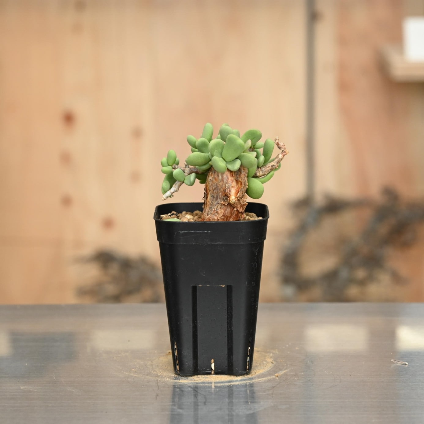 EMP ケラリア ピグマエア / CX155 EMP ケラリア ピグマエア / CX155 ケラリアピグマエア | STORES