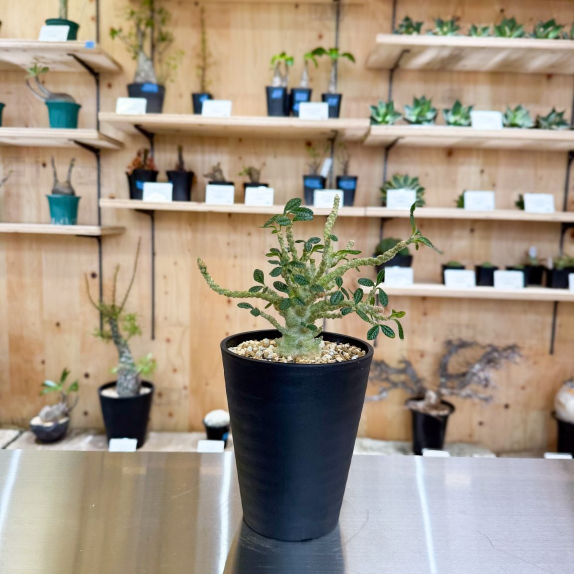 ドルステニアギガス　実生 マルメプランツ | ドルステニア・ギガスの実生発芽