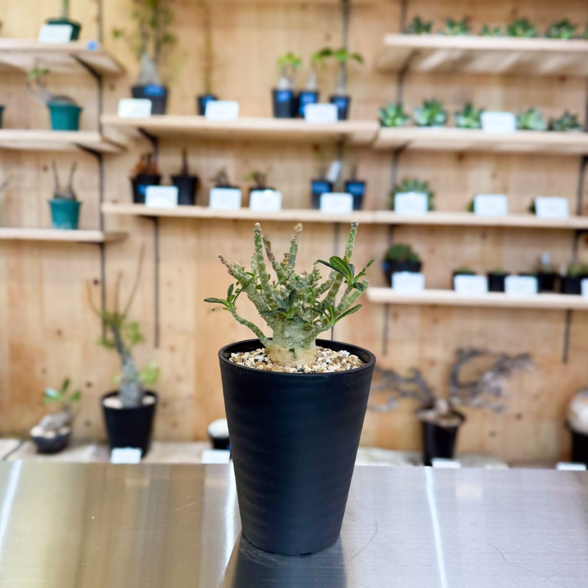 ドルステニア ギガス 実生 Dorstenia gigas ドルステニア ギガス 実生 3
