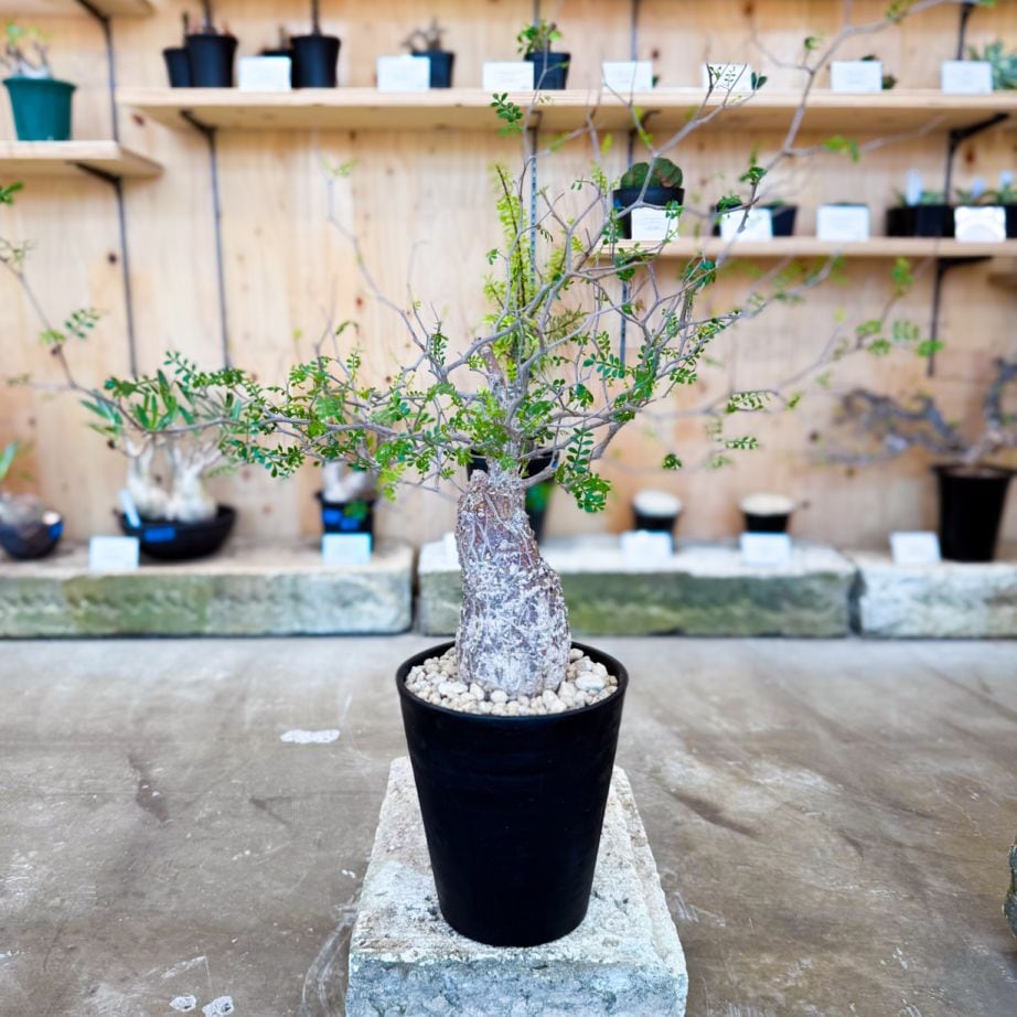 オペルクリカリア パキプス | 塊根植物 | 塊根リーダーズ オンライン