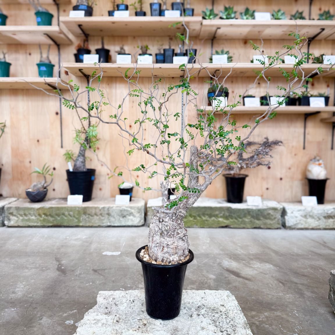 オペルクリカリア パキプス | 塊根植物 | 塊根リーダーズ