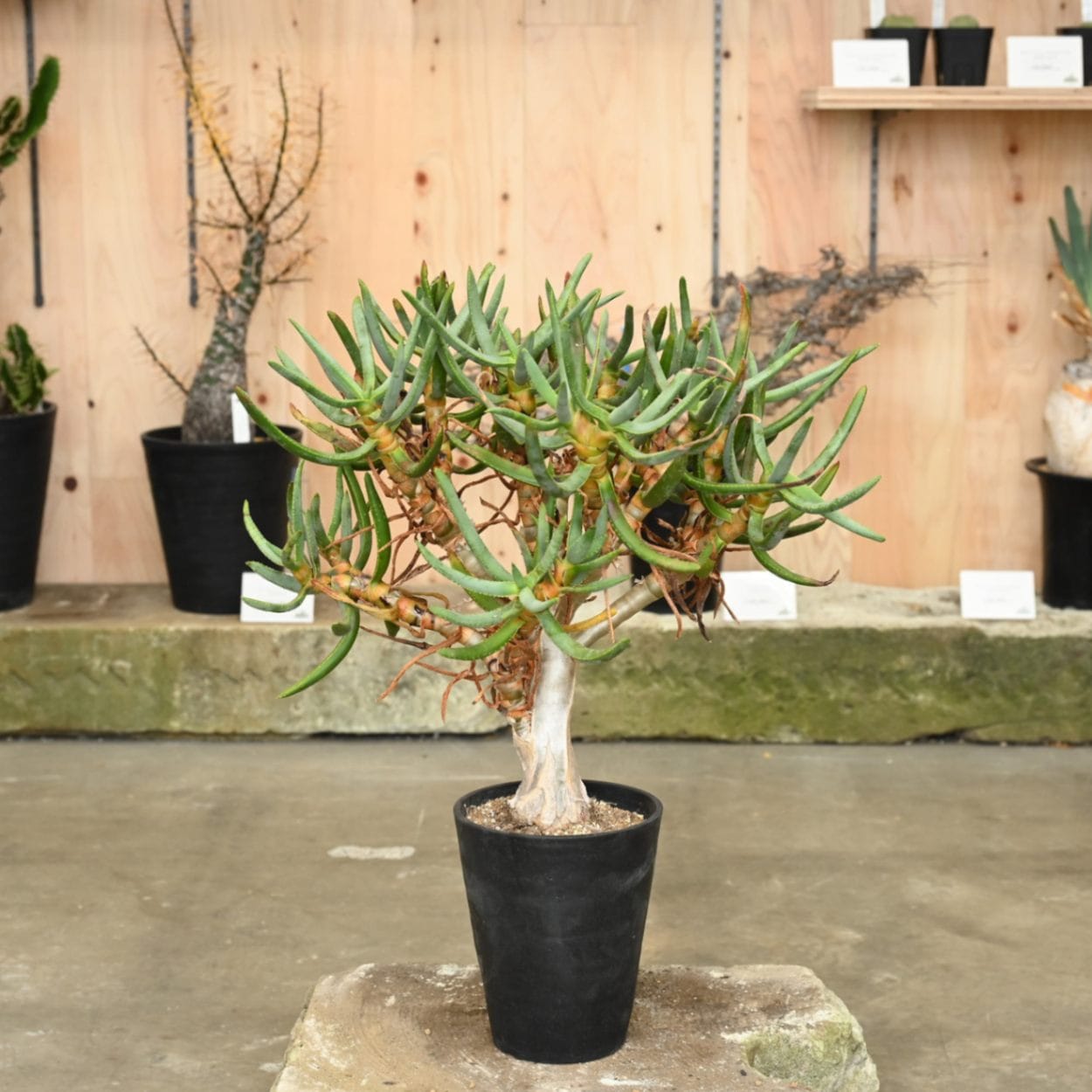 アロエ ラモシシマ アロエ・ラモシシマ | trigger