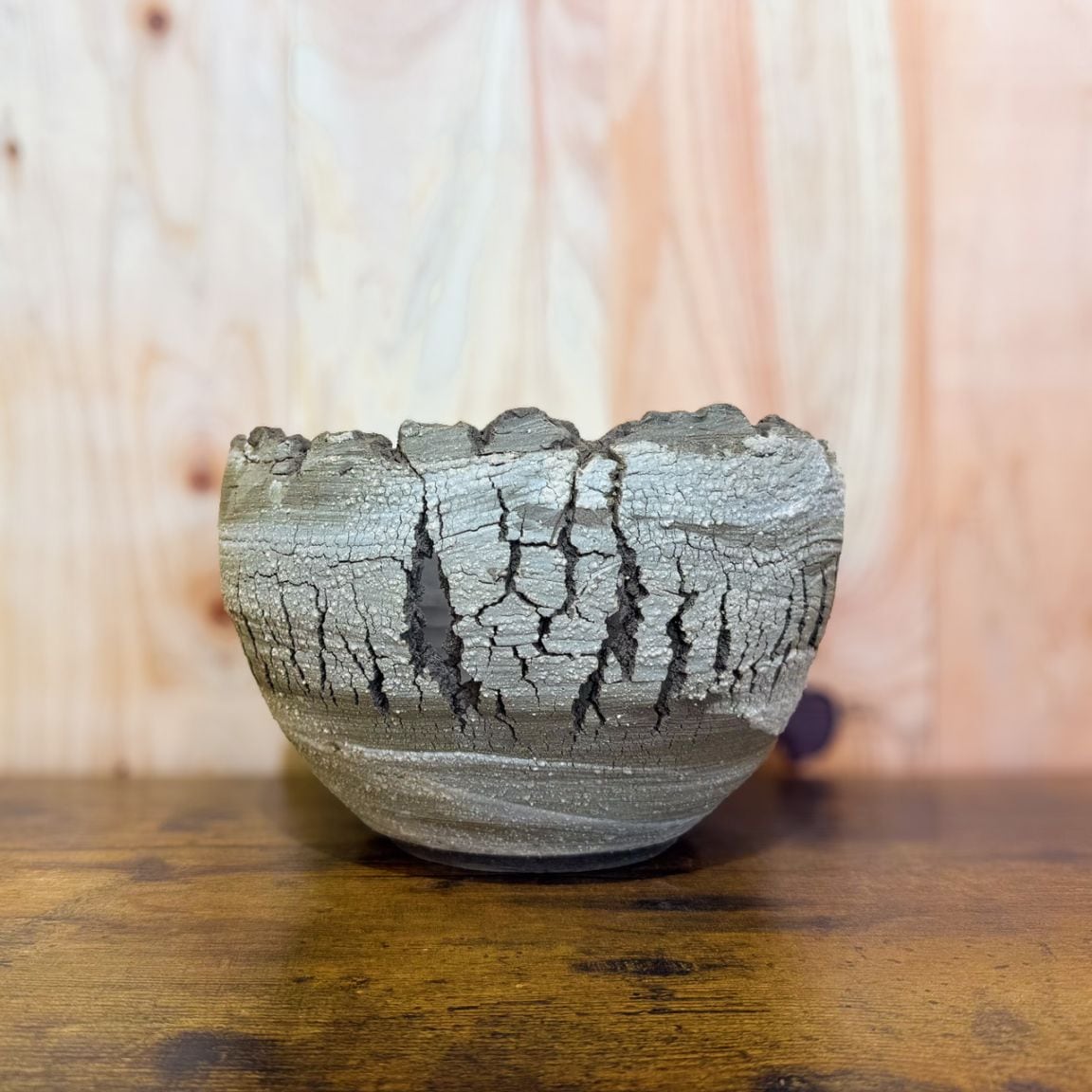 グラキリス　現地球　2頭　塊根植物 黒鉢付き　笠間焼　スリット鉢 グラキリス 現地球 2頭 塊根植物 黒鉢付き 笠間焼 スリット鉢 スリット 鉢