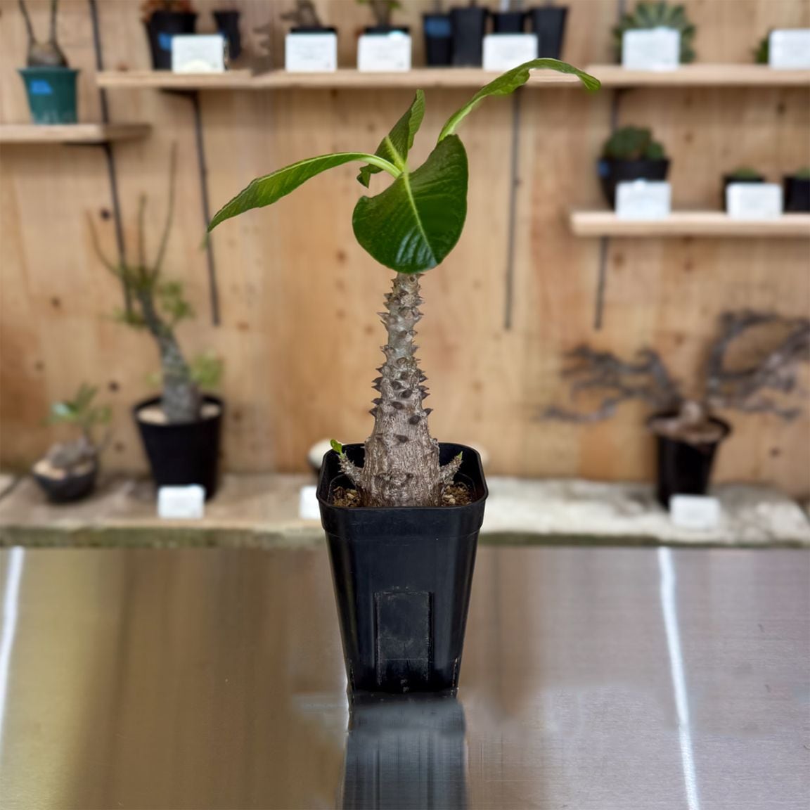 塊根植物　パキポディウム　ウィンゾリー　実生苗 パキポディウム ウィンゾリー (実生苗) + plantsmonsters pot