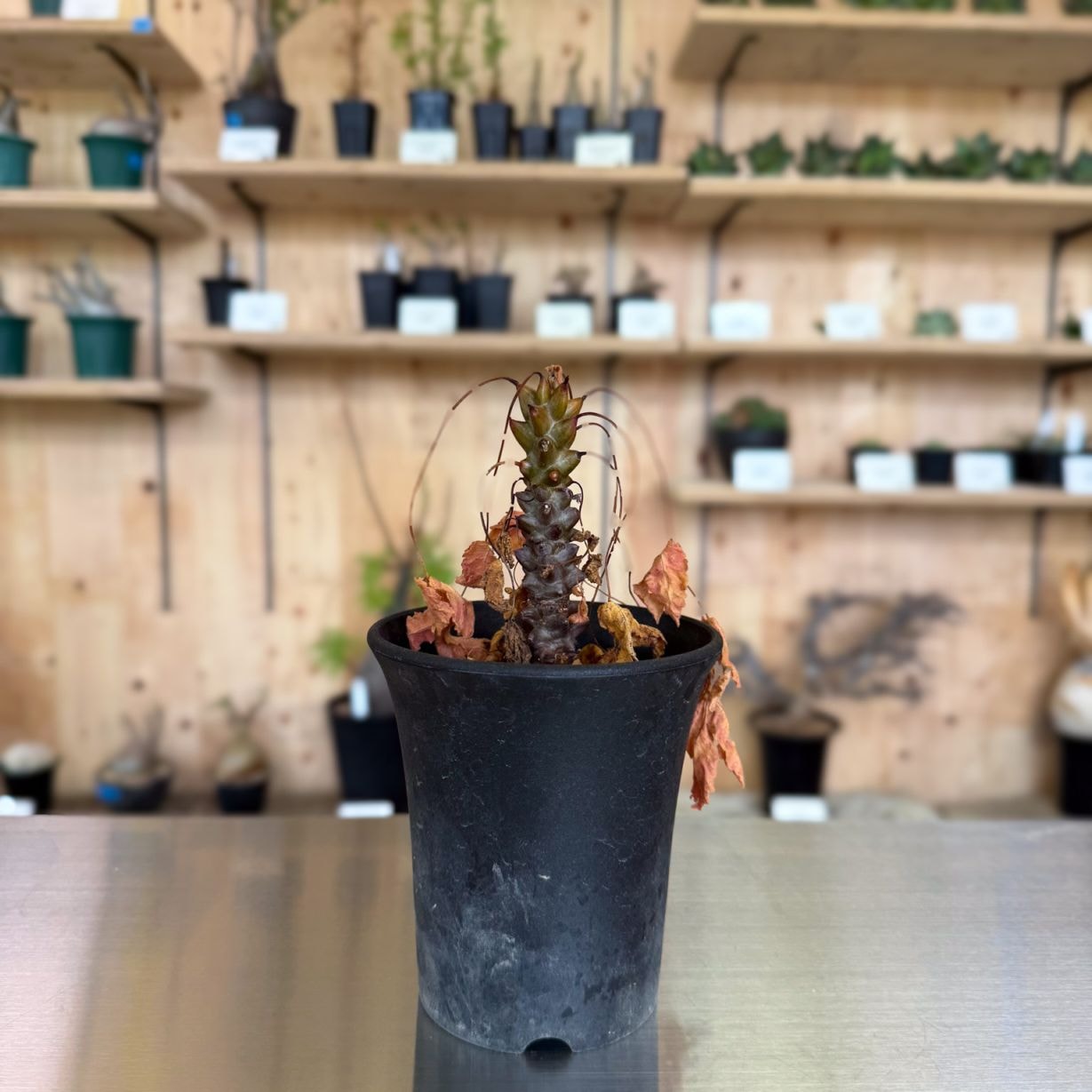 ベイセリア メキシカーナ | 塊根植物 | 塊根リーダーズ オンラインショップ