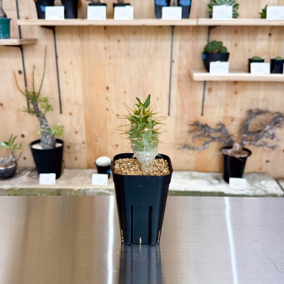 キ733 「実生」パキポディウム アンボンゲンセ【塊根植物・有望株・種