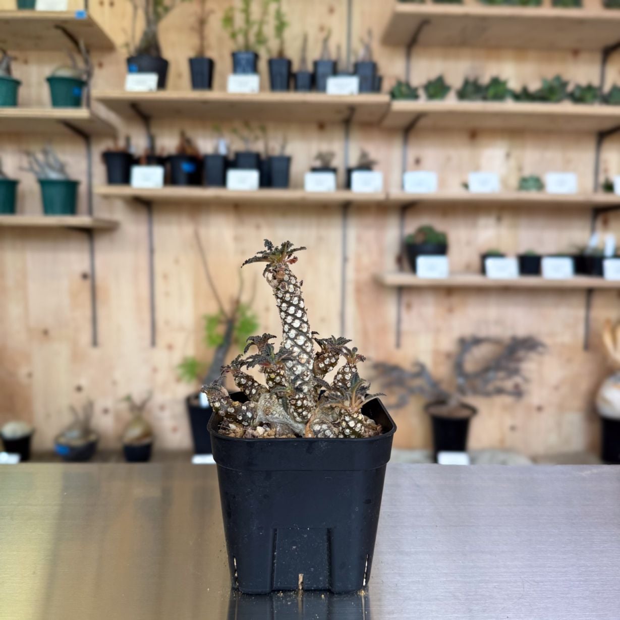 すべての商品 | 塊根リーダーズ オンラインショップ