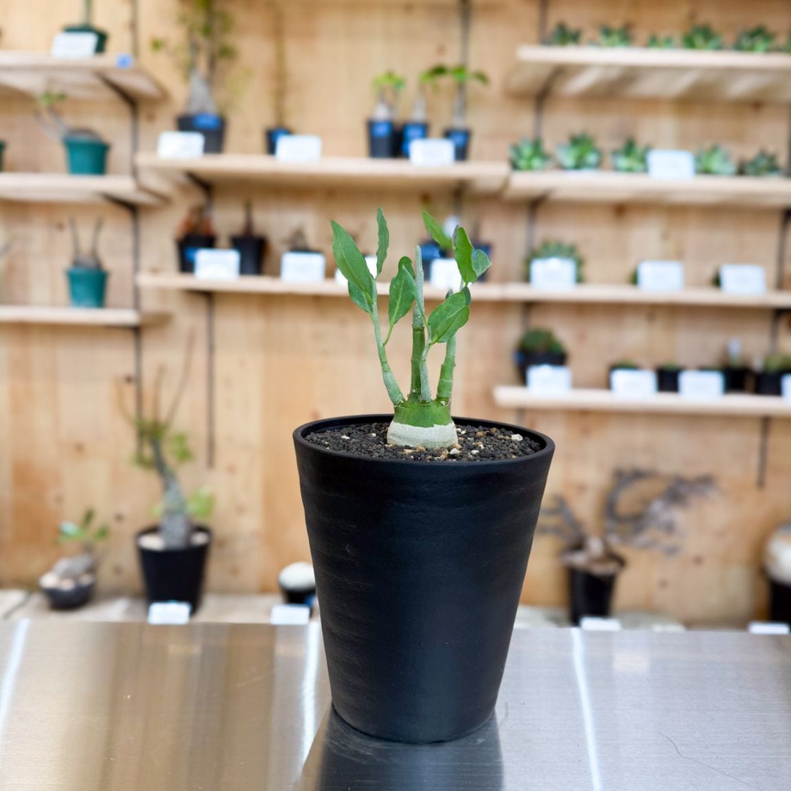 アデニア　ペチュエリー　実生 アデニア ペチュエリー 実生 | 塊根植物 | 塊根リーダーズ