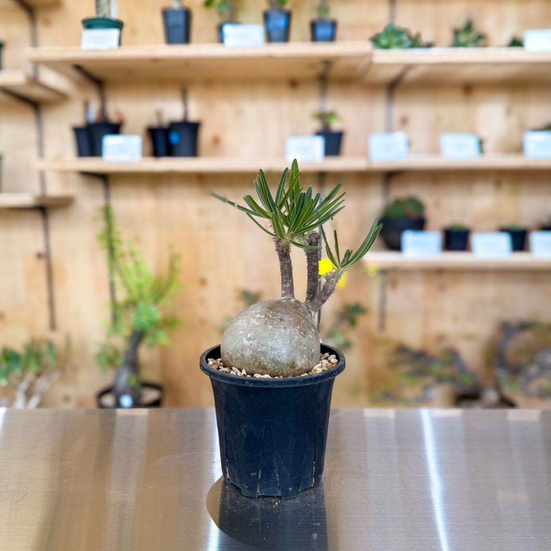 すべての商品 | 塊根リーダーズ オンラインショップ