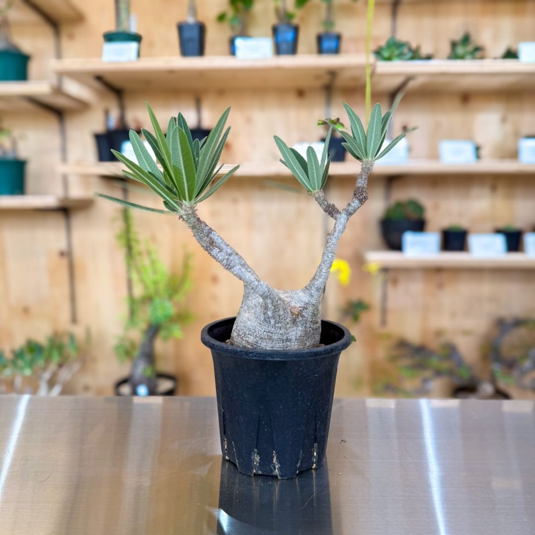 超赤肌　手乗りグラキリス　発根済み パキポディウムグラキリス 発根済み 11 | HANDS PLANTS