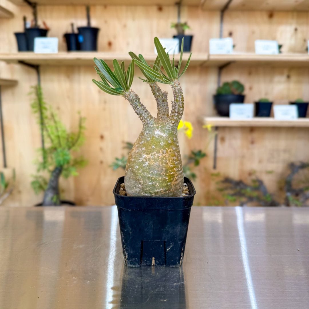すべての商品 | 塊根リーダーズ オンラインショップ