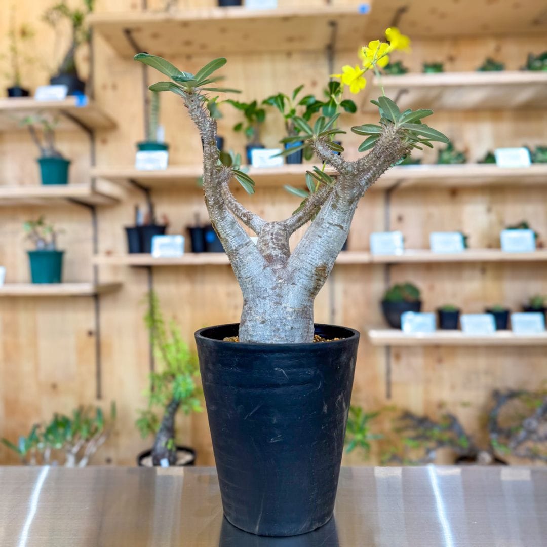 パキポディウム カクチペス | 塊根植物 | 塊根リーダーズ オンライン