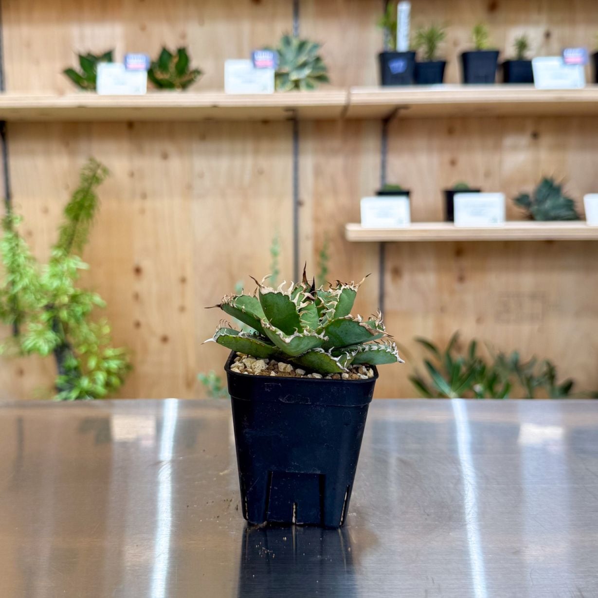 グラキリス】塊根！超良型ダブルヘッド SRL Neighborhood