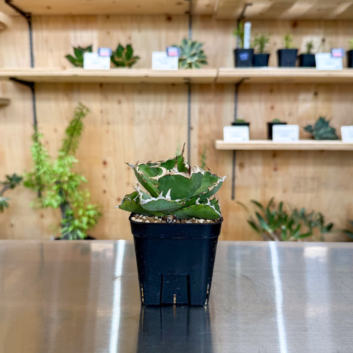 すべての商品 | 塊根リーダーズ オンラインショップ