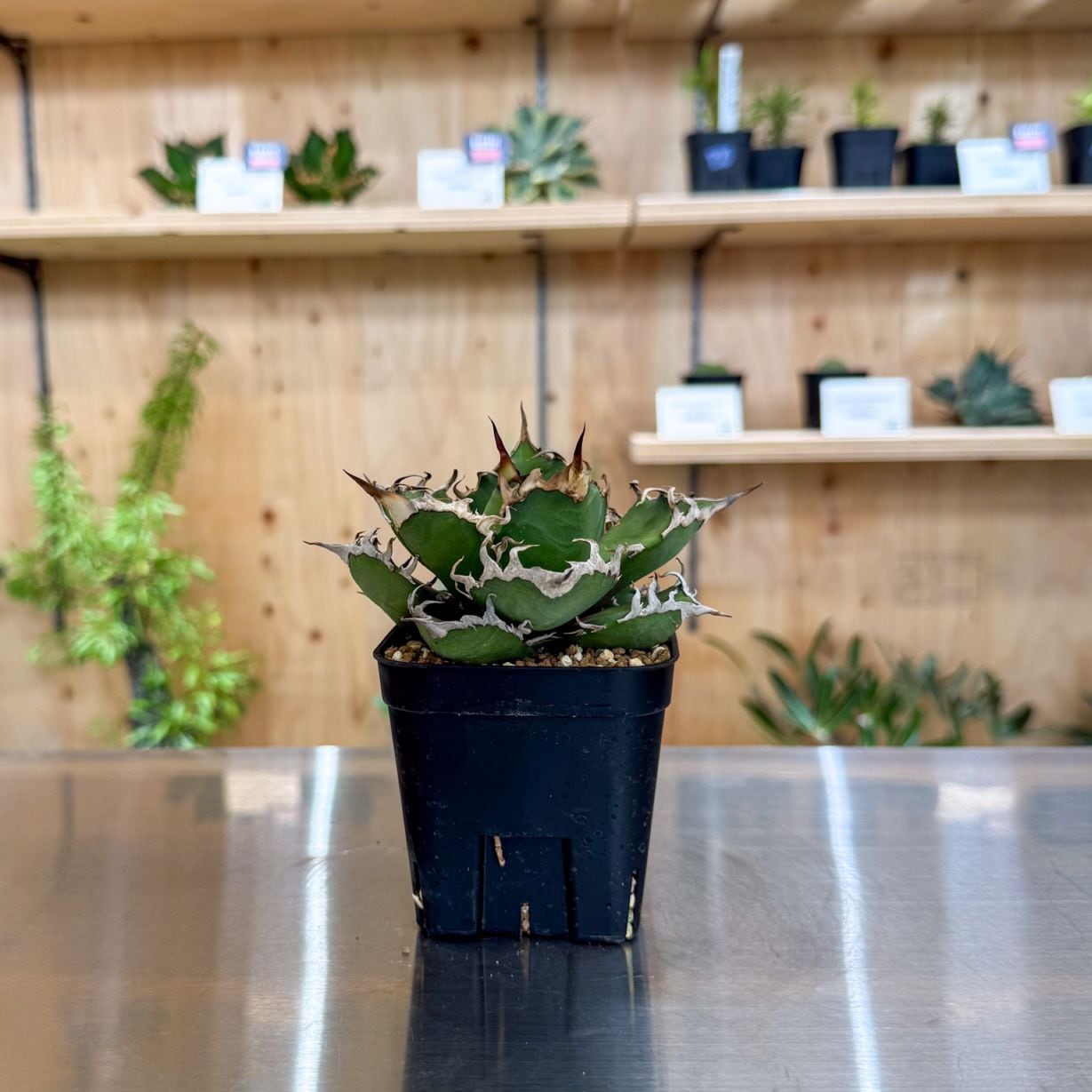 ペラルゴニウム ロバツム検索（塊根植物パキポディウム グラキリス アガベ ） ペラルゴニウム ロバツム検索（塊根植物パキポディウム