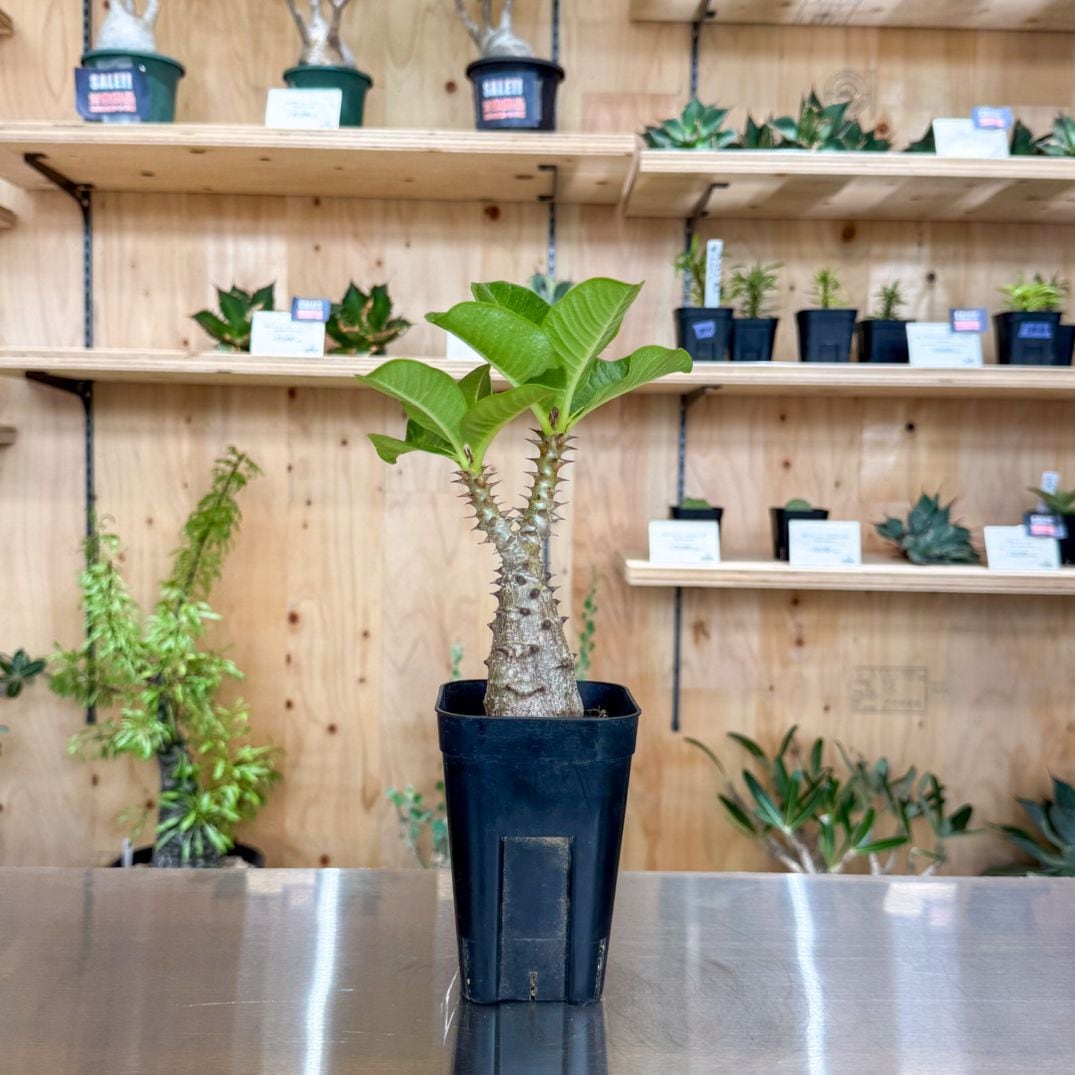 パキポディウム ウィンゾリー 実生 | 塊根植物 | 塊根リーダーズ