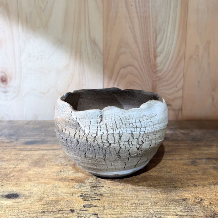 超赤肌　手乗りグラキリス　発根済み 発根済 変態 二頭 グラキリス - 象牙宮 - size S ［No.20