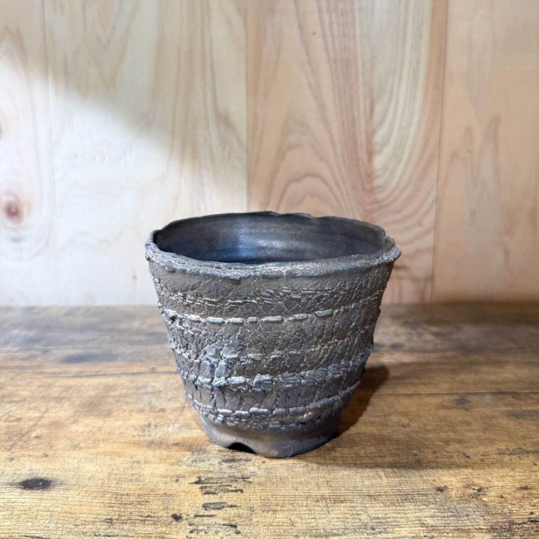 新品未使用 菊地元野 作家鉢 アガベ パキプス グラキリス 塊根 灌木 2025年最新】菊地元野の人気アイテム - メルカリ