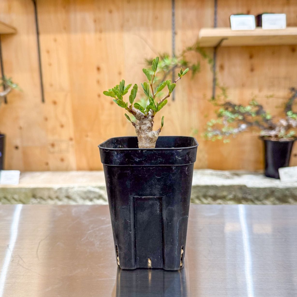 センナメリディオナリス　灌木 センナ メリディオナリス 灌木 塊根植物