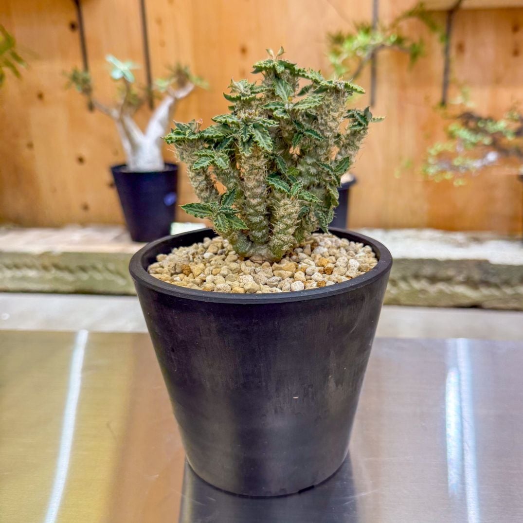 【グラキリス】塊根！超良型ダブルヘッド SRL Neighborhood グラキリス】塊根！超良型ダブルヘッド SRL Neighborhood