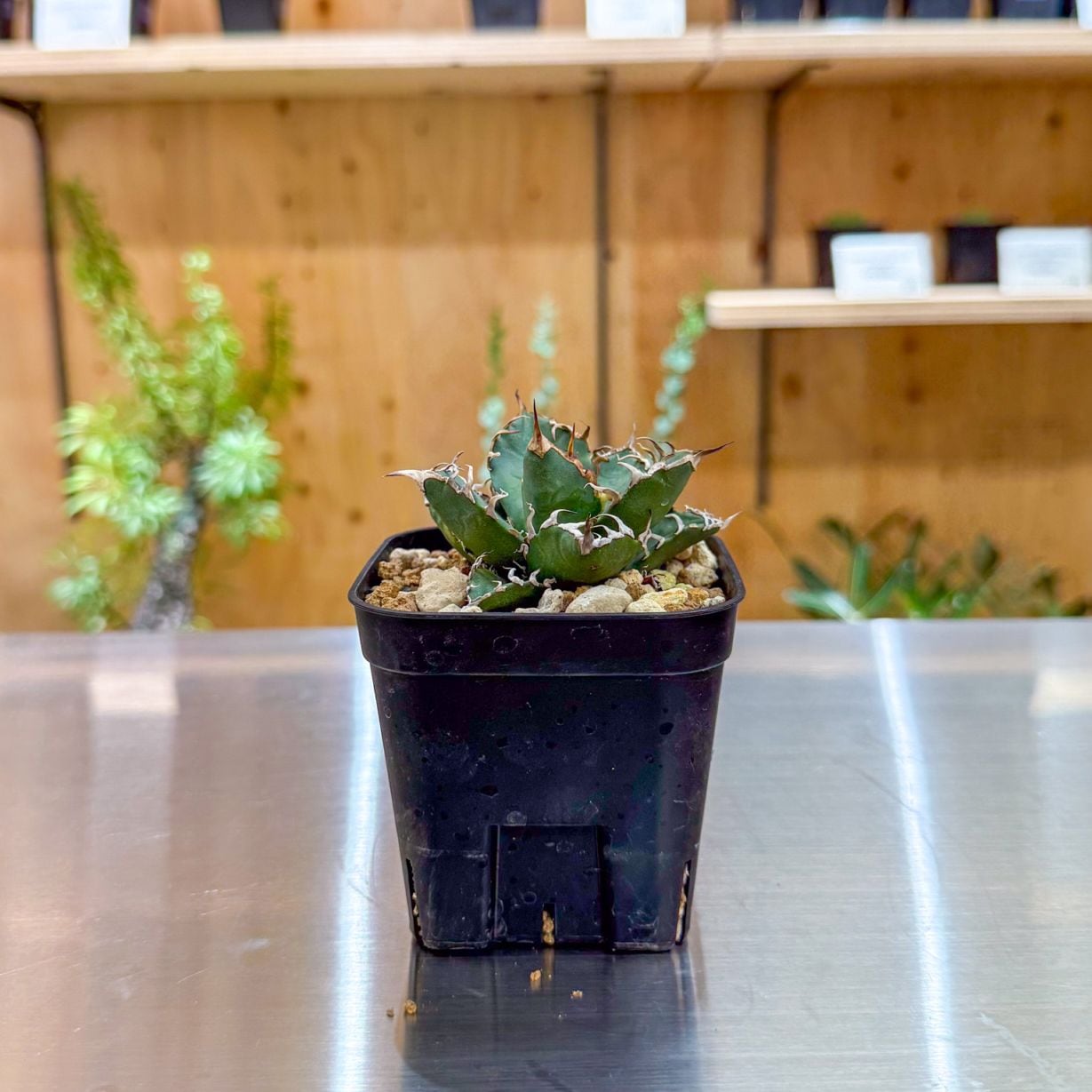 アガベ シーザー | アガベ | 塊根リーダーズ オンラインショップ