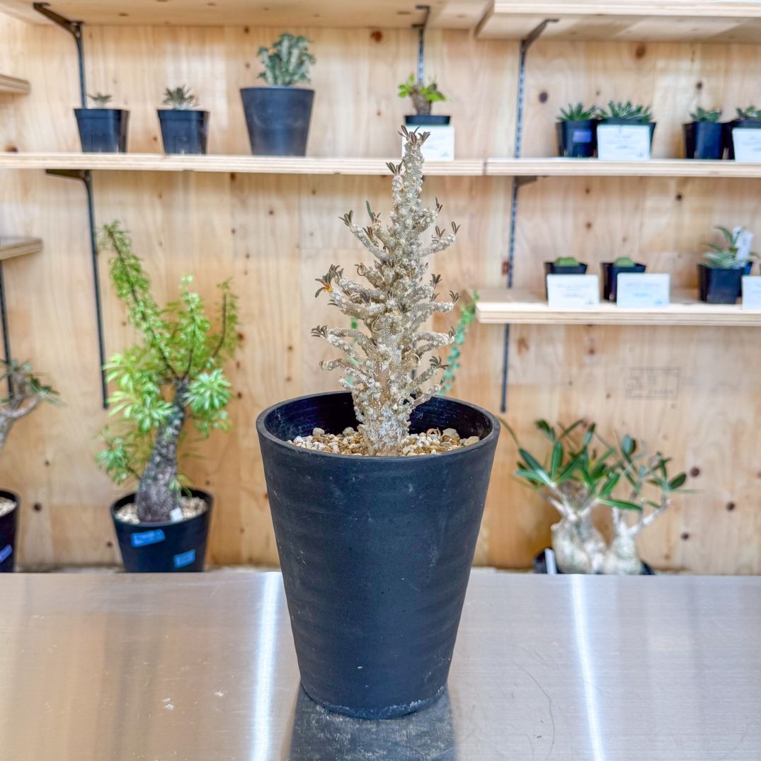 2027 「塊根植物」ドルステニア ギガス ブラータ 植え【海外紙幣