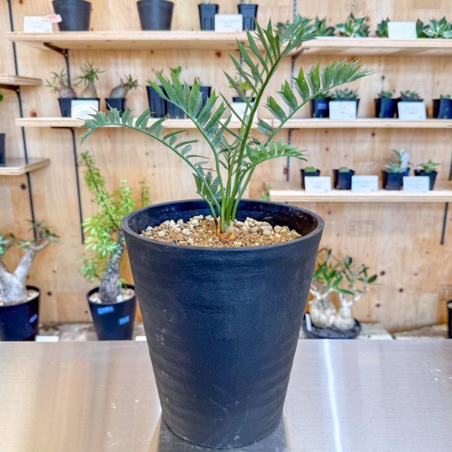 エンセファラルトス ホリダス | 灌木系 | 塊根リーダーズ