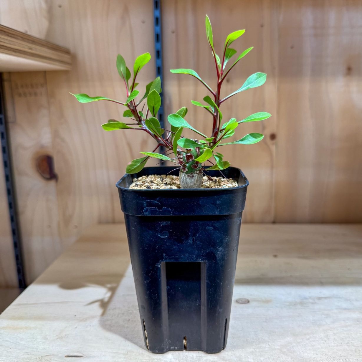 潅木系4株セット (バルサミフェラ、象の木、ネグレクタ、パキプス) K-2 潅木系4株セット (バルサミフェラ、象の木、ネグレクタ、パキプス) K-2