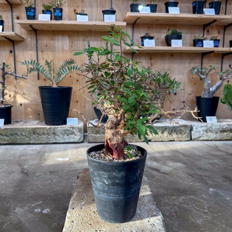 コミフォラ ホルトジアナ | 灌木系 | 塊根リーダーズ オンラインショップ