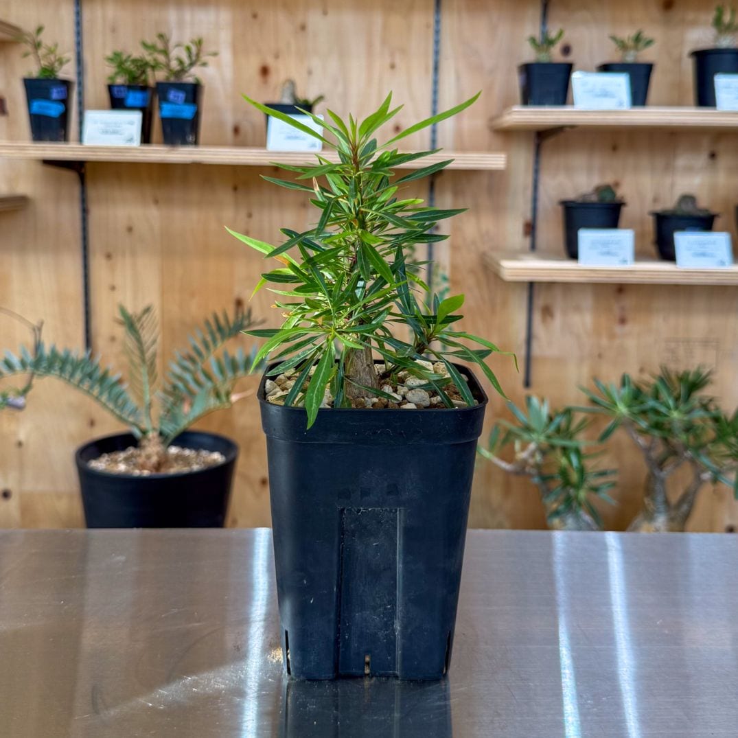 ③ ユーフォルビア サピニー 実生 ／ パキプス グラキリス フォークイ